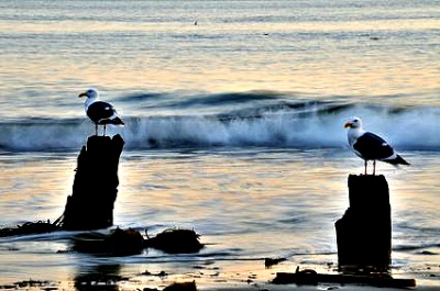 Capitola Beach seagulls on watch