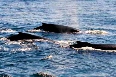 Small pod of whales on the Monterey bay