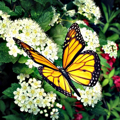 Full Grown Monarch Butterfly Feeding On Hydranga