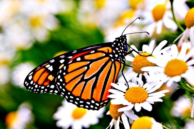 Female Monarch Butterfly At Rest