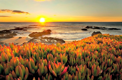 Sunset With Reddish Ice Plant At The Beach
