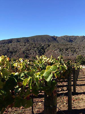 Carmel Valley Wineries offer award winning wines.