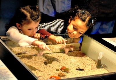 Children Playing At The Museum