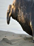 San Simeon Elephant Seal