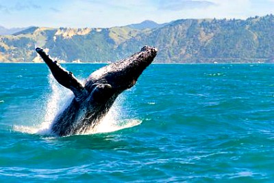 Monterey Bay Fin whale breeching the water