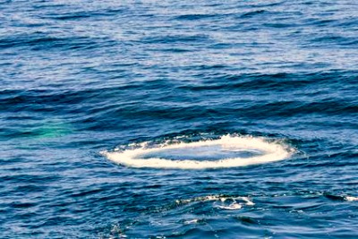 Whale Oxygen Ring