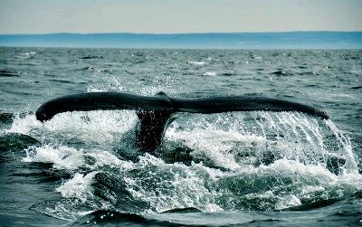 Monterey Bay Humpback whale tail fin