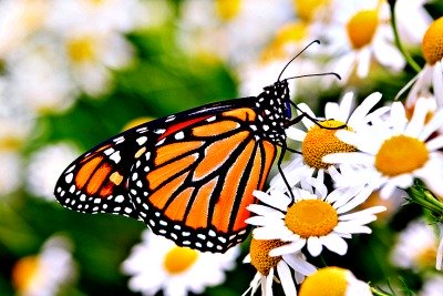 Female Monarch Butterfly At Rest